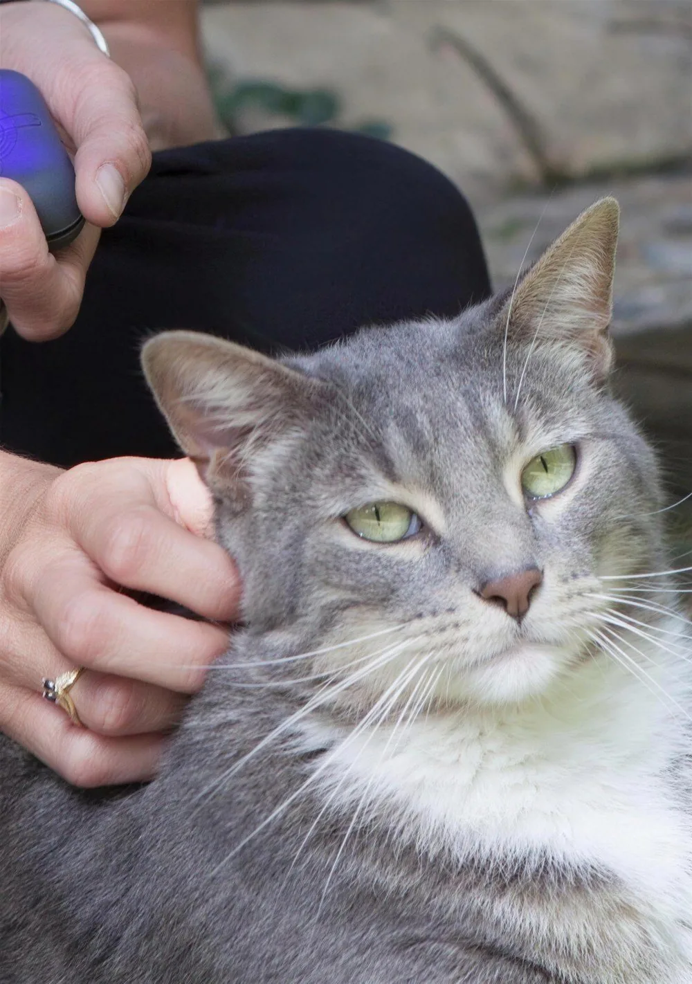 Un chat apaisé sous la main de sa propriétaire qui tient le dispositif