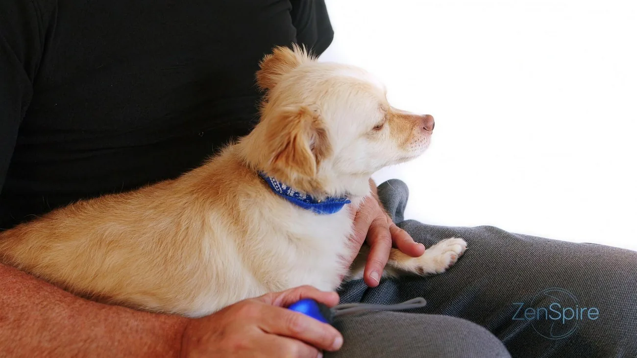 Un chien détendu, allongé contre son maître