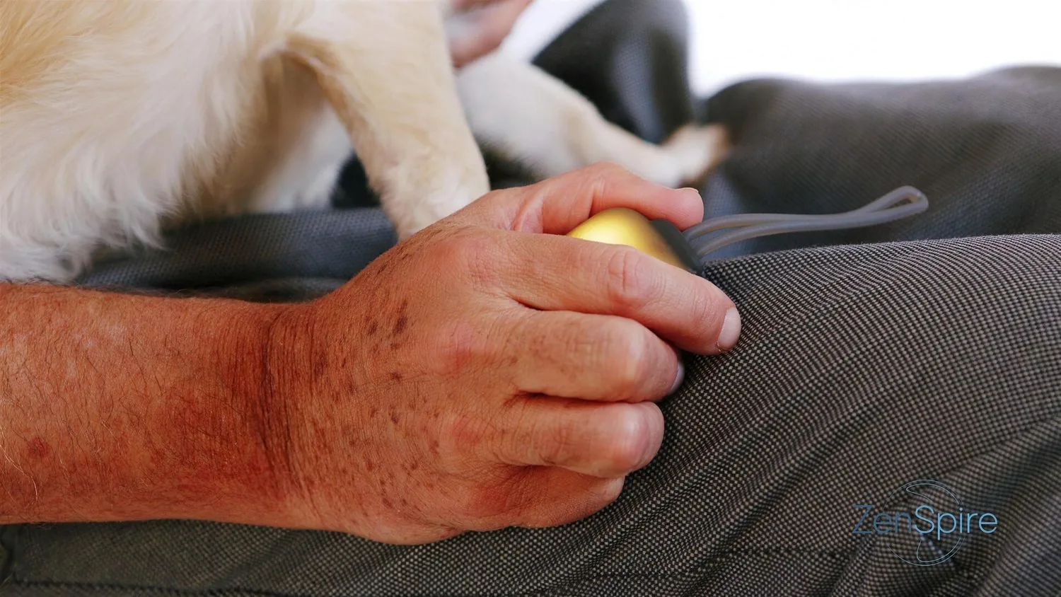 Gros plan sur une main tenant le dispositif à la lueur ambrée, la patte du chien posée tout contre